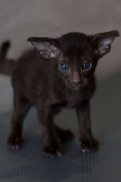 Ориентальные котята в Санкт-Петербурге фото 6