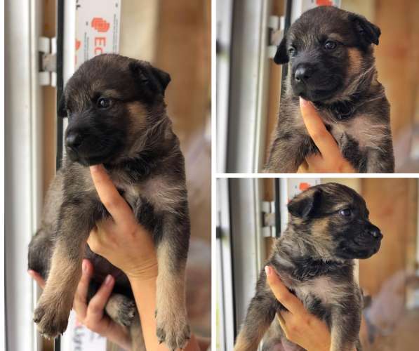 Щенки в дар в Краснодаре фото 19