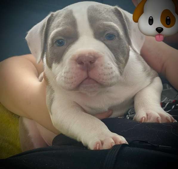 Американский булли щенок