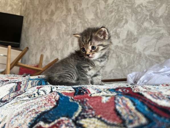 Котенок мальчик в Новосибирске фото 6