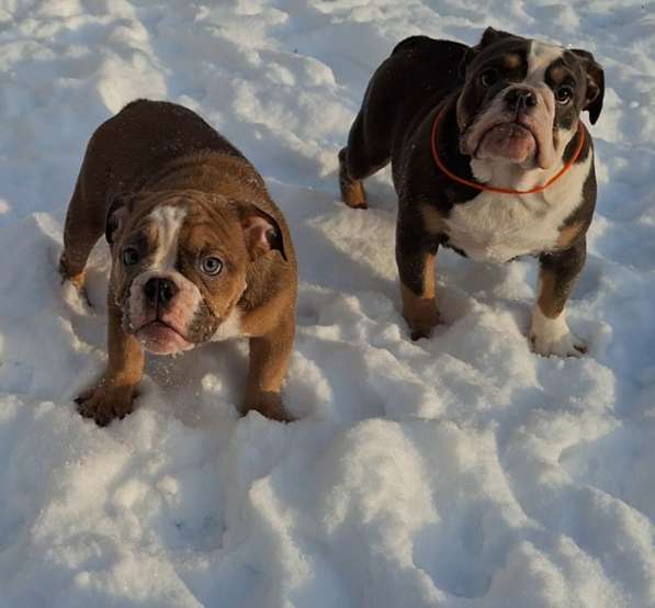 Английские Бульдоги в фото 4