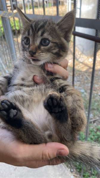 Котята в добрые руки в Грозном
