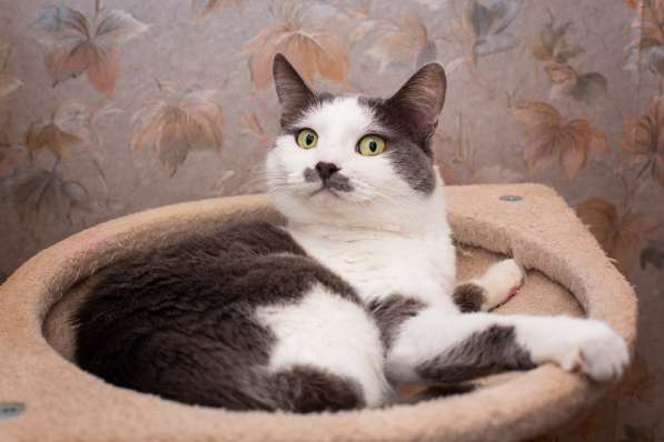 Гладкошерстная кошечка Васёна в дар в Москве фото 3