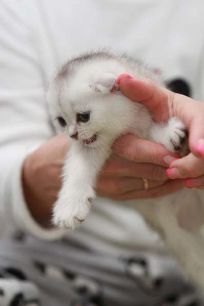 Котята шотландские вислоухие в 