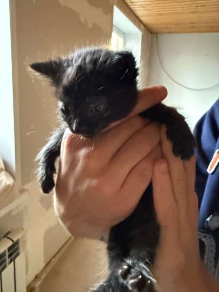 Котята в Нижнем Новгороде