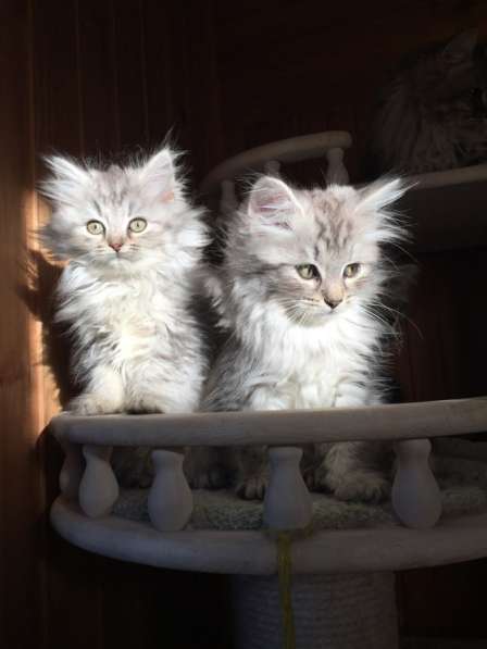 Сибирские котята в Челябинске