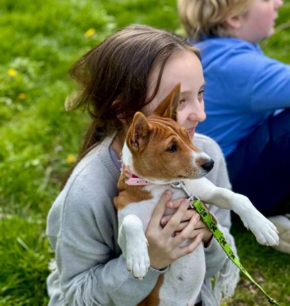 Catelus basenji Kennel FCI LUCKY ALIEN