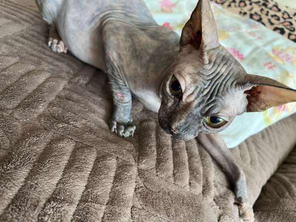 Кошечка
