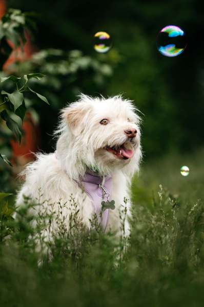 Очаровательный белый пёсик Банди в дар в Москве фото 5