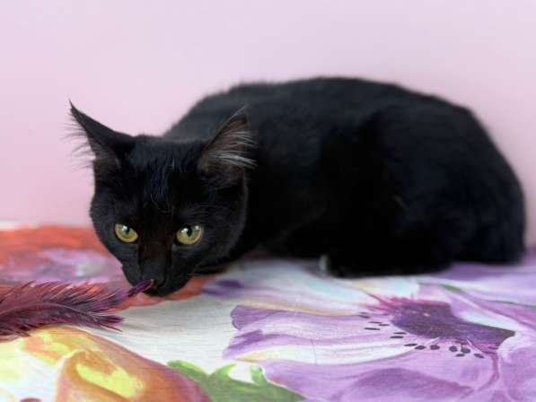 Котенок Тося, 6 месяца в добрые руки в Москве фото 3