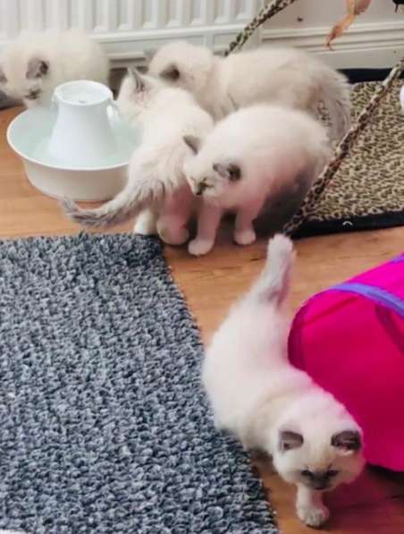 Чудесные малышки Рэгдолл