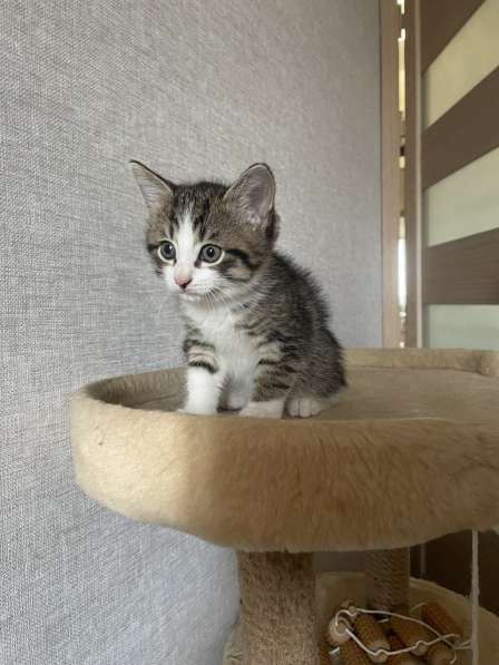 Котята-мальчики в Нижнекамске фото 4