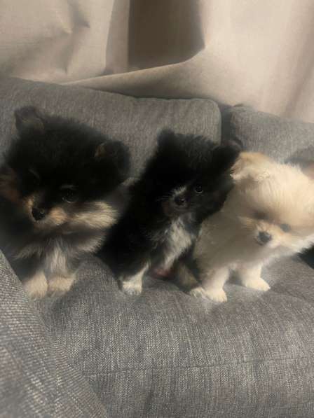 Померанскиц шпиц в Москве фото 3