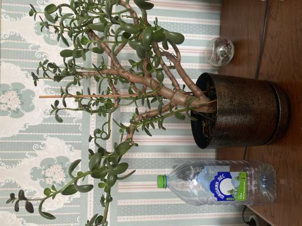 Денежное дерево