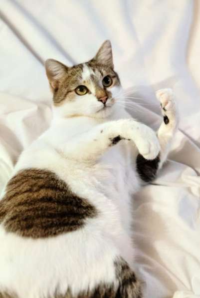 Замечательный котик Бантик мечтает о семью