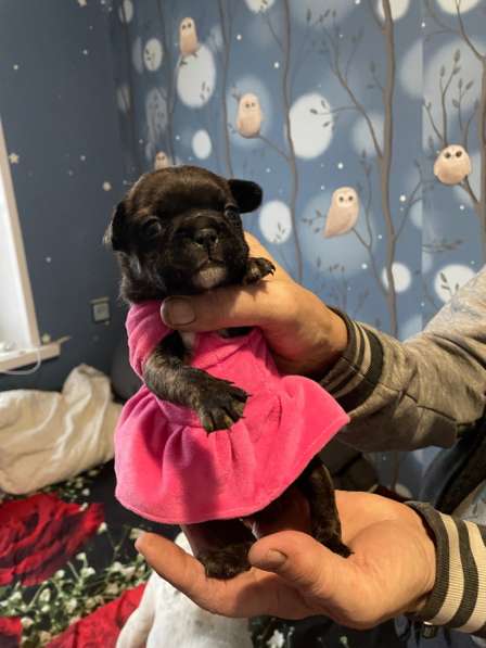 Щенки французского бульдога