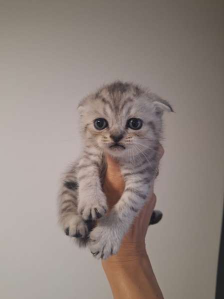 Шотландские вислоухие котята