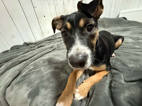 Щенок метис