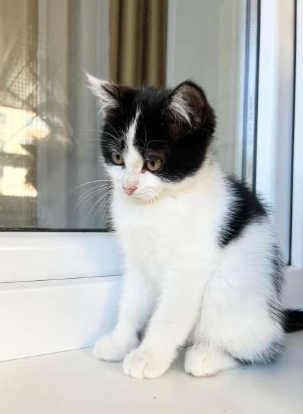 Котенок Мультик в самые добрые руки в Москве фото 8