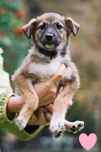 Отдам щенка в добрые руки в Красноярске