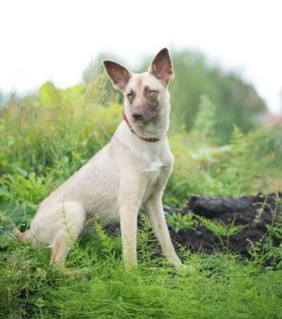 Отдам даром Собака в добрые руки