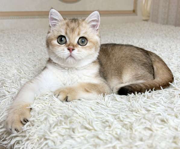 Британский мальчик в окрасе ny11 в Москве фото 3