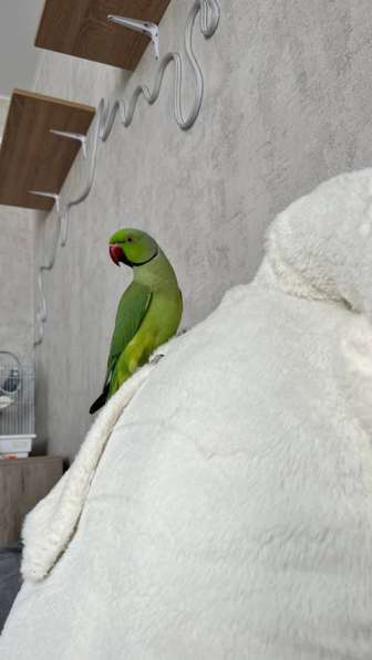Попугай ожиреловый в Воронеже