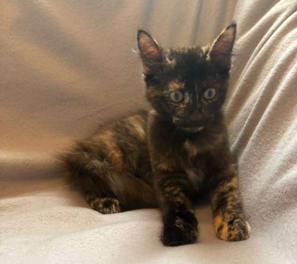 Суперласковая котенок-девочка Саманта в добрые руки в Москве фото 5