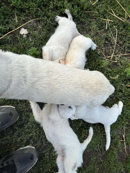 Продажа щенят в Белгороде фото 3