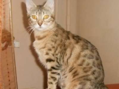 Бенгальская кошка 1,5 года повязана в Челябинске фото 4