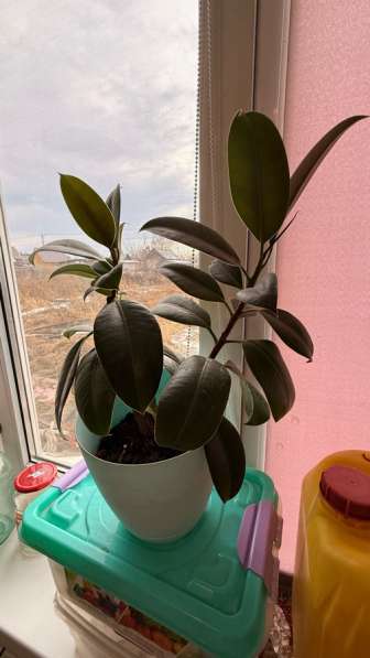 Цветы, каждый по 300₽ в Абакане фото 3