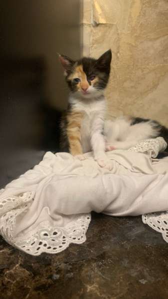 Котята в добрые руки в Махачкале