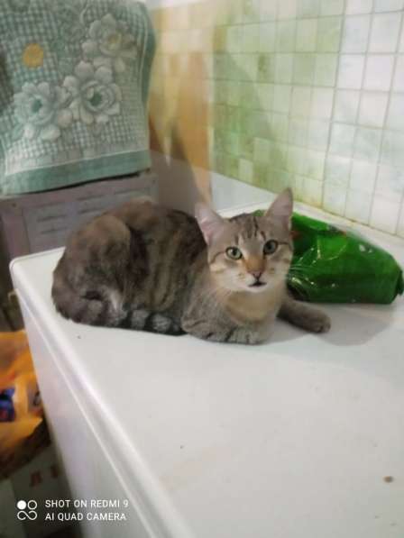 Наимилейший котик Матис ищет любящего хозяина! в Москве фото 5