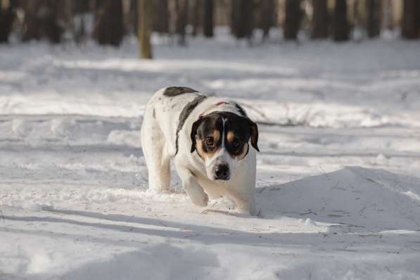 Белый красавец и умница Ларри ищет дом в Москве фото 8