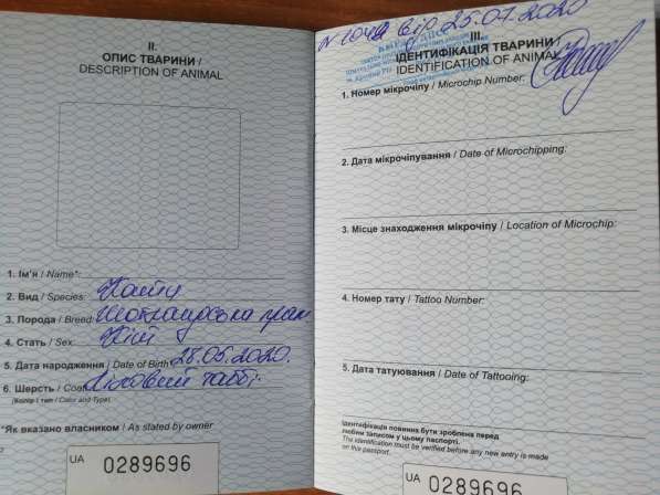 Шотландские котята в 