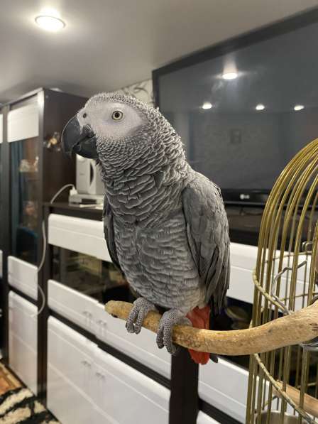 Говорящий попугай Жако в Пензе фото 4