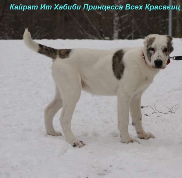 Щенки Туркменского волкодава (САО, азиат, алабай) питомник в Екатеринбурге фото 16
