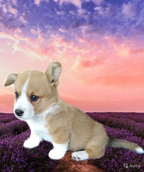 Девочки вельш корги кардиган в фото 16