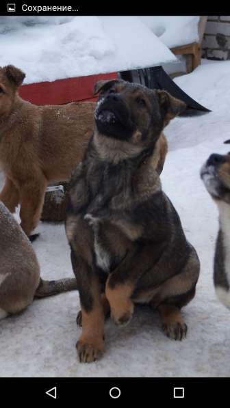 Я щенок и ищу дом! в Воскресенске фото 14