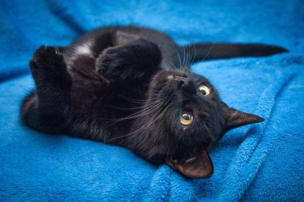 Две пантеры ищут дом. Котики в дар