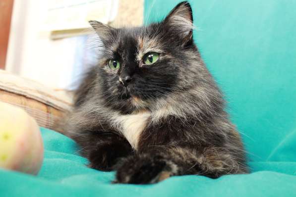 Эсми – космическая красота. Молодая кошечка в дар в Калуге фото 12