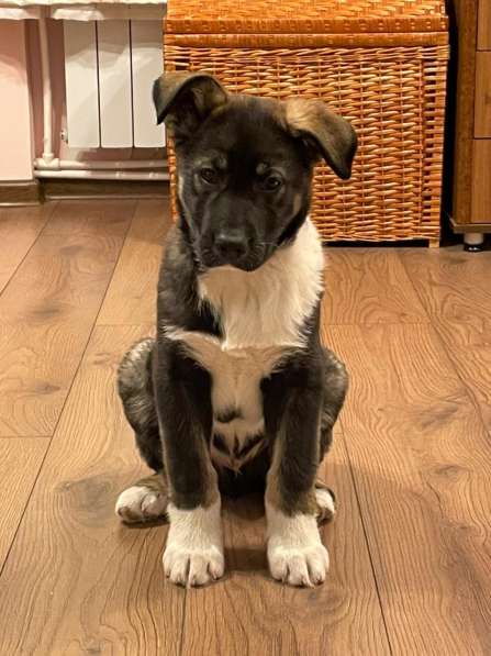 Маленький, но уже очень умный щенок в Санкт-Петербурге фото 15