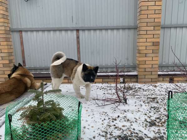 Акита в Ростове-на-Дону фото 63