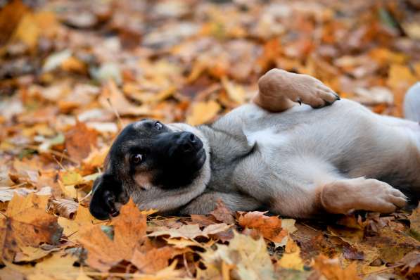 Идеальный щенок в дар