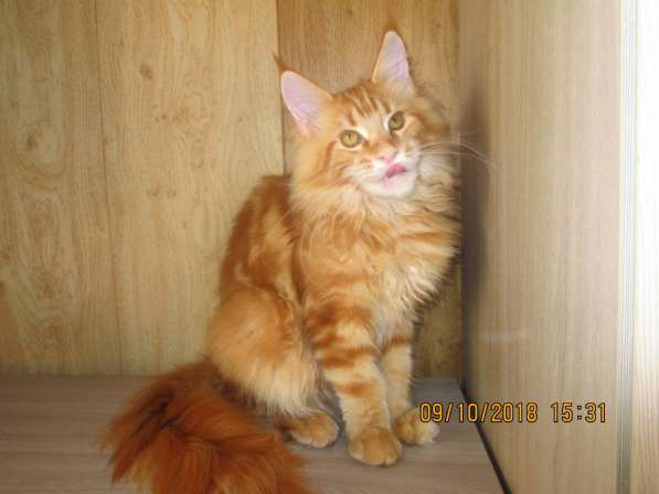 Красотки мейн- кун из питомника Arktur в Екатеринбурге фото 5