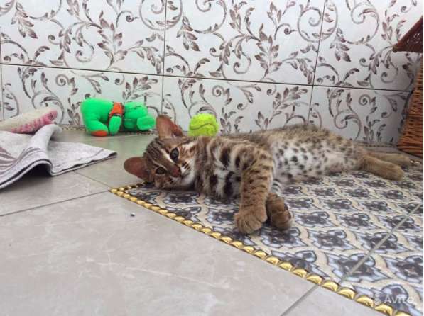 Азиатский котенок Северный подвид бенгальских в Москве фото 7