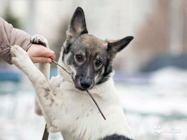 Стрелка, воспитанная, ласковая домашняя собачка в дар в Москве фото 3