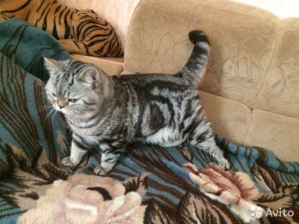 Вязка с британским чемпионом в Костроме фото 3