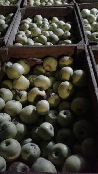 Яблоки в Славянске-на-Кубани