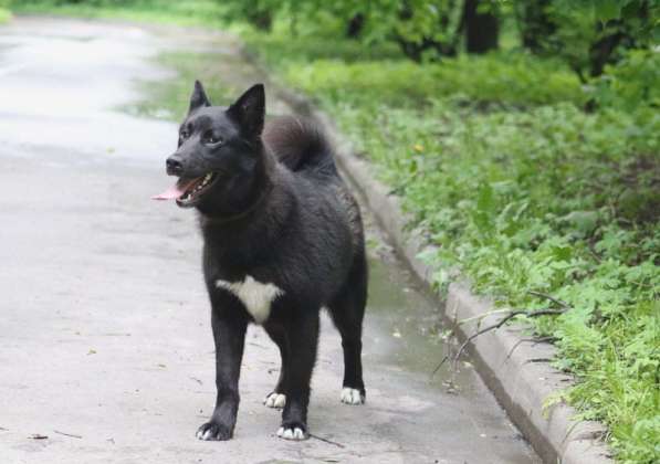 Молодая активная собака Стелла ищет дом в Москве фото 4